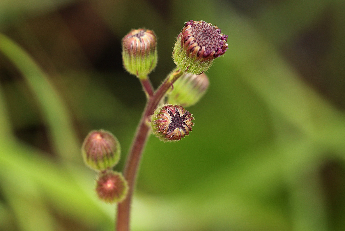 Senecio erubescens var. erubescens