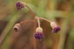 Senecio erubescens var. erubescens