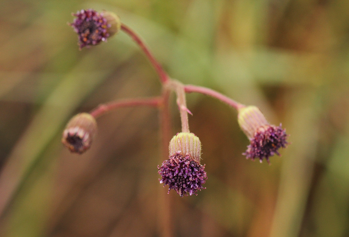 Senecio erubescens var. erubescens