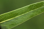 Senecio venosus