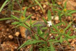 Hirpicium gorterioides subsp. gorterioides