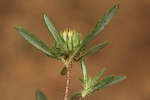 Hirpicium gorterioides subsp. gorterioides