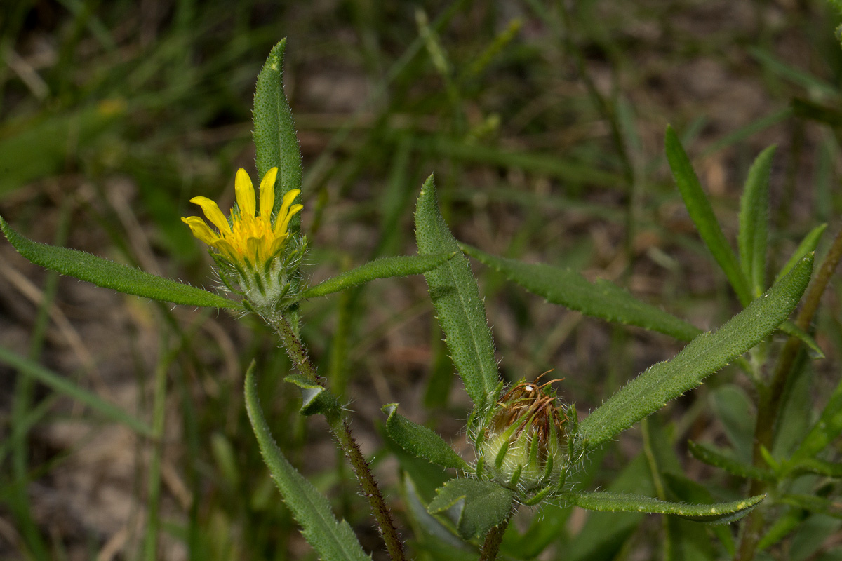 Hirpicium gorterioides subsp. gorterioides