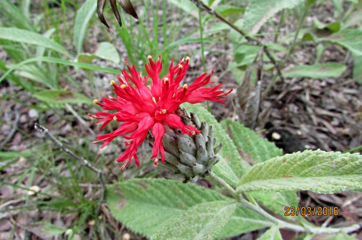 Pleiotaxis eximia subsp. eximia