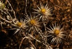 Macledium kirkii subsp. kirkii