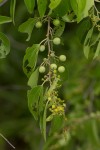 Ziziphus mucronata