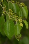 Ziziphus mucronata