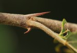 Ziziphus mucronata