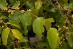 Ziziphus mucronata