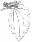 Ziziphus mucronata