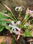 Crinum buphanoides