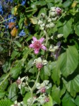 Rubus rigidus