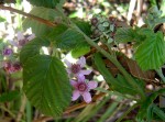 Rubus rigidus