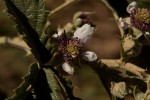 Rubus rigidus