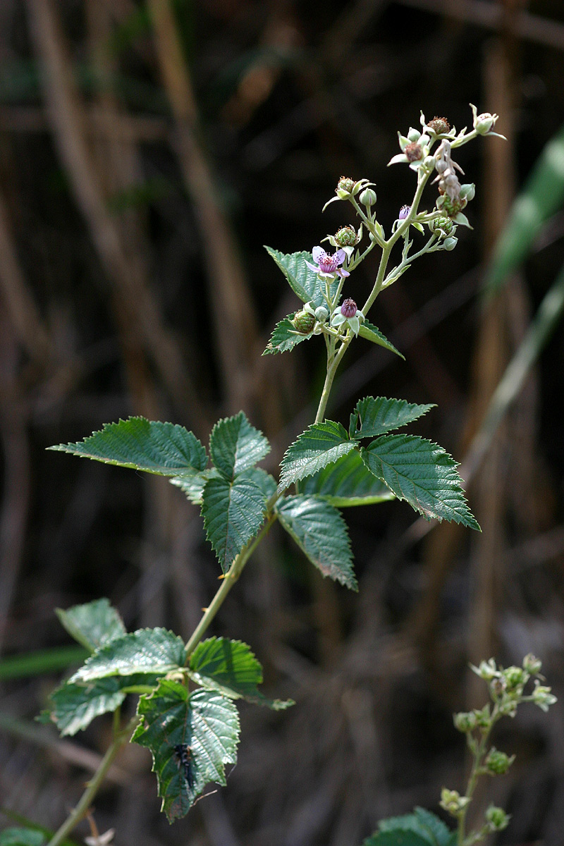 Rubus rigidus