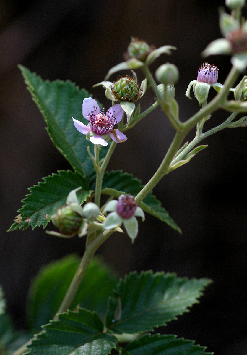 Rubus rigidus