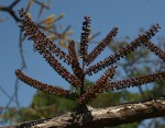 Elephantorrhiza goetzei