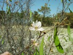 Bauhinia urbaniana