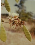 Bauhinia urbaniana