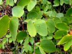 Bauhinia urbaniana