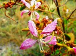 Bauhinia urbaniana