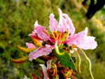 Bauhinia urbaniana