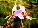 Bauhinia urbaniana