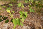 Xylopia tomentosa