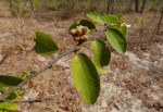 Xylopia tomentosa