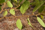 Xylopia tomentosa