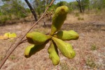 Xylopia tomentosa