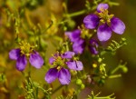 Fagonia sinaica var. minutistipula