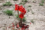 Erythrina baumii