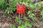 Erythrina baumii