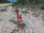 Erythrina baumii