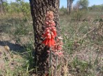 Erythrina baumii