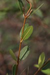 Ancylobothrys capensis