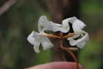 Ancylobothrys capensis