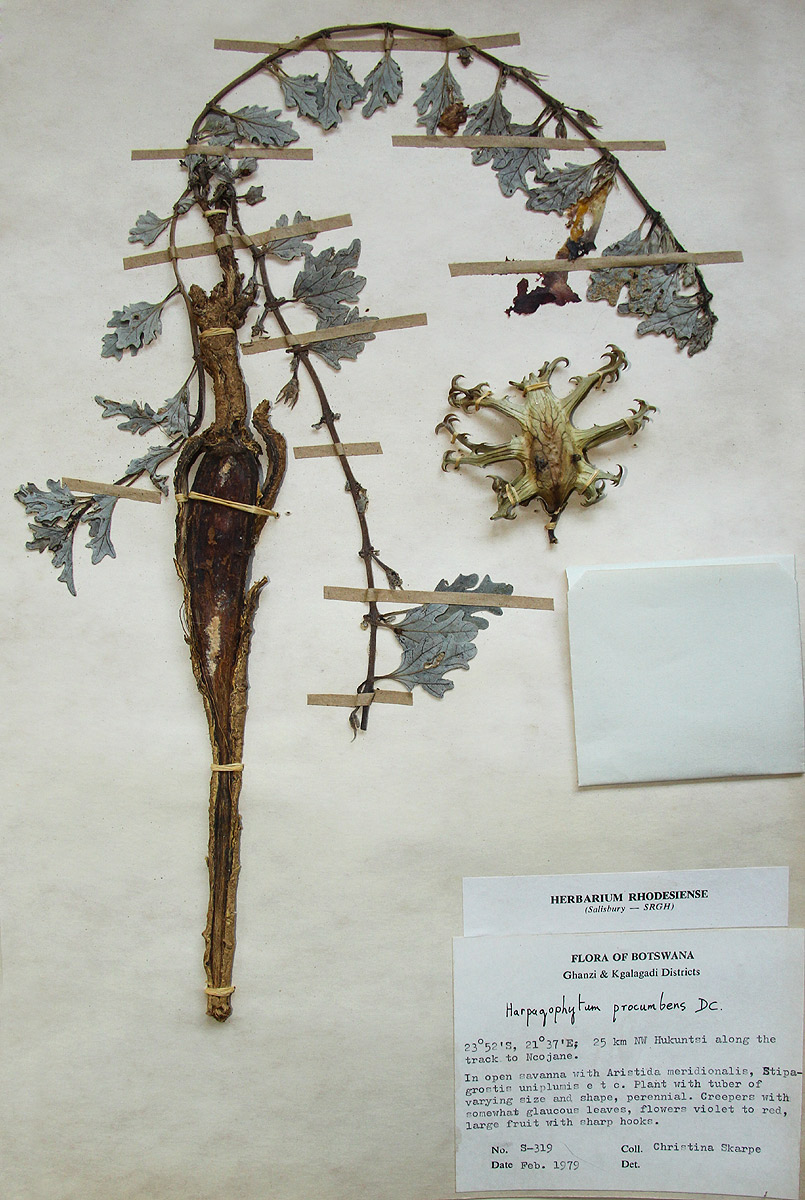 Harpagophytum procumbens subsp. procumbens Harpagophytum procumbens subsp. procumbens