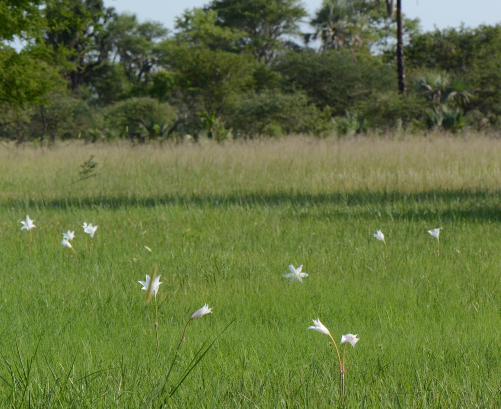 Crinum carolo-schmidtii