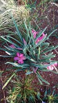 Adenium oleifolium