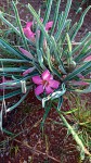 Adenium oleifolium