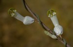 Ceropegia ampliata