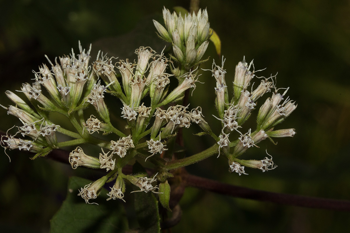 Mikania sp.