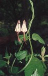 Ceropegia arenarioides