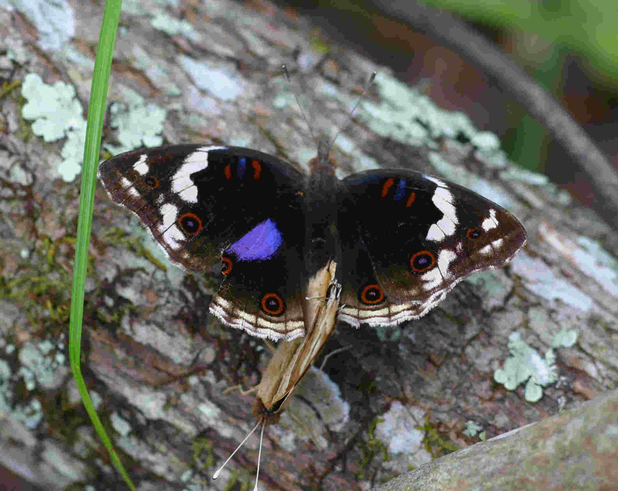 Junonia oenone