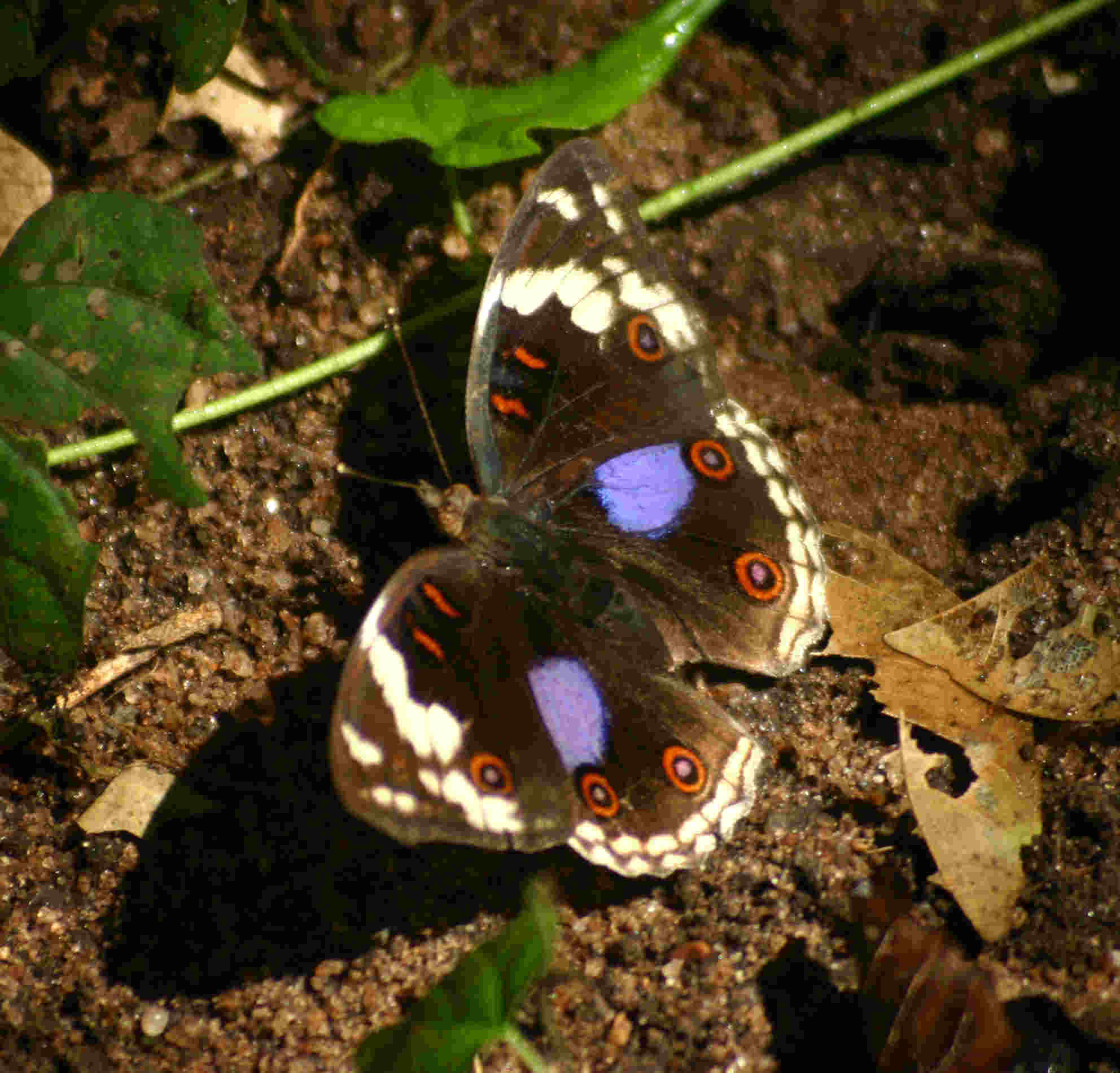 Junonia oenone