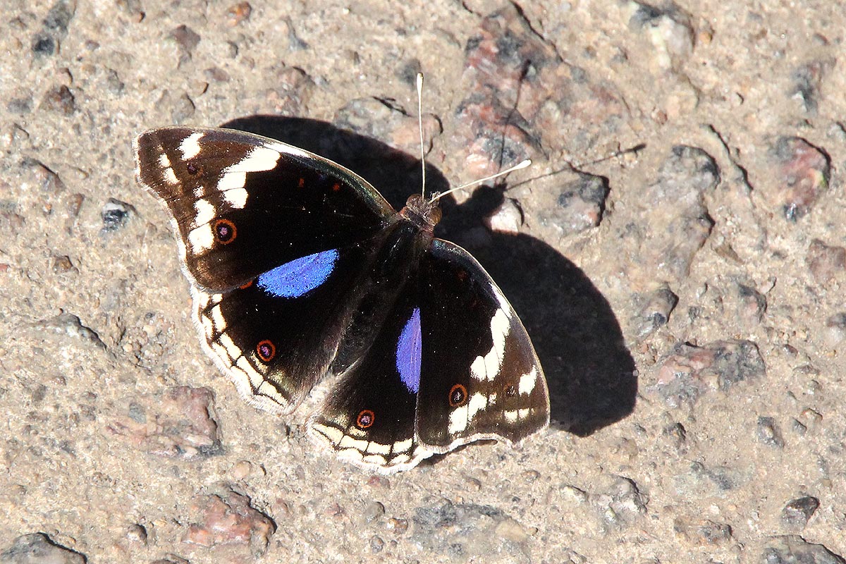 Junonia oenone