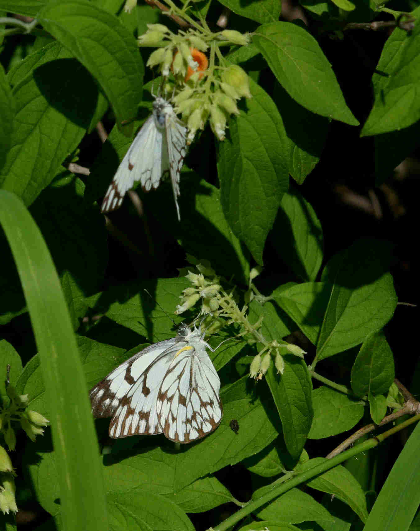 Belenois gidica