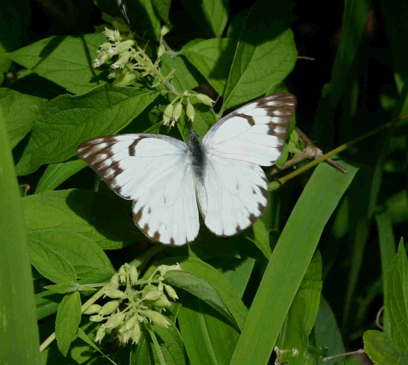 Belenois gidica